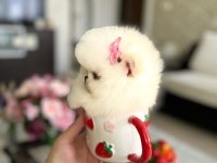 3 EFSANE SIFIR BURUN POMERANİAN PRENSESLER