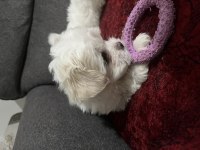 Kore Maltese Yavruları