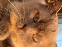 Blue point british shorthair