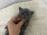 Erkek british shorthair yavrumuz