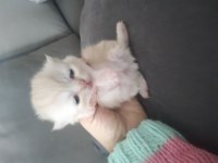 Yavru şampanya rengi yavru chinchilla