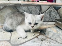 Kedimiz zumamizi sahiplendiriyoruz