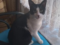 TERK EDİLMİŞ KUCAK KEDİSİ SMOKİN
