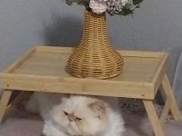İran Kedisi 4 Yaşında Dişi