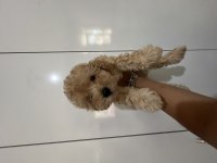 Maltipoo Dişi Erkek Bebekler