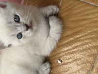 Sevimli dostlar scottish fold