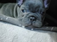 EGZOTİC BLUE FRENCH BULLDOG DAHA İYİ ANATOMİ YOK