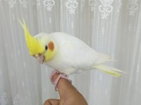 3 aylık sultan papağanı sağlıklı lutino tür