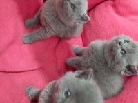 Sevimli british shorthair patiler