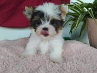 Biweryork terrier