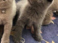 Sevimli ve oyuncu minikler scottish fold
