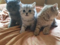British shorthair yavrularımız