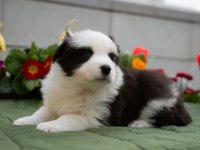 Border Collie Mükemmel Yavrularımız