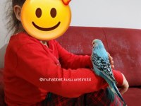 İstanbulda kapıda teslim ve ödeme muhabbet kuşu