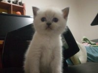 Scottish fold kar beyazi mavi gözlü erkek cok oyuncu
