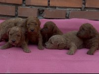 EV ÜRETİMİ SAFKAN TOY POODLE YAVRULARIMIZ