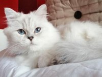 4 yaşında scottish kızıma aile arıyorum ücret istemiyorum