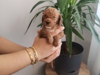 450 gram dişi toy Poodle