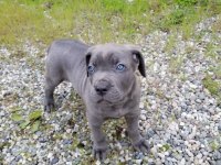 Safkan cane corso erkek dişi yavrularımız
