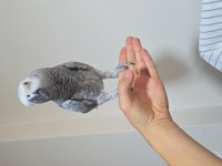 Konuşan jako papağanı full evcil sormadan geçme