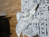 Chinchilla 8,5 Aylık