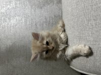 Yeni sütten kesilmiş british longhair yavrular