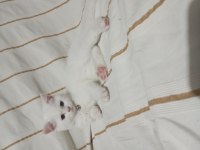 Sahiplendirme british shorthair