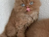 Premium British Longhair Cinnamon