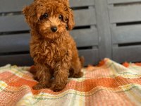 Toy Poodle Dişi