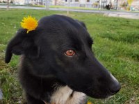 Borador cins köpeğimiz dişi sahiplendirmek istiyorum