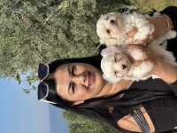 Safkan ufacık maltese terrier yavrularımız