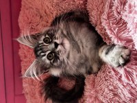 Tescilli Safkan Maine Coon