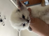 Eklem ağrısız Scottish fold Yavrular
