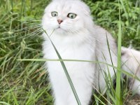 17 Aylık Scottish Fold Erkek