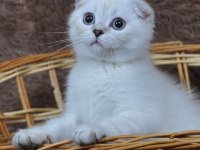 Kucaktan İnmeyen, Çok Uysal Scottish Fold Bebek
