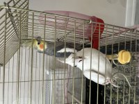 Albino ve grey yeni eş sultan papağanı