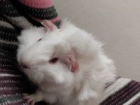 3 Aylık Yavru Ginepig Sahiplendirme
