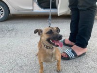 Sosis süs köpeği