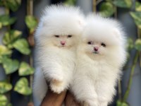 Mersin Pomeranian Boo