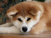 Birinci Sınıf Japon Akita Yavruları Çiftlikten 