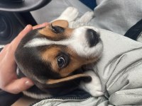 3 Aylık beagle
