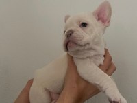 50 GÜNLÜK A KALİTE YAVRULAR FRENCH BULLDOG