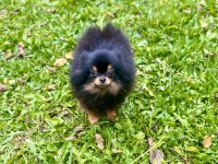 Pomeranian boo black & tan