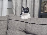 Kedimize gerçek bir hayvansever aranıyor