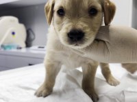 Çok Tatlı Erkek Golden Retriever