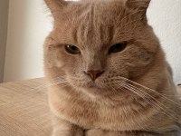 ÜCRETSİZ SAHİPLENDİRİLECEK KEDİMİZ