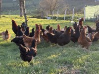 ÇEŞİTLİ IRKLARDA MAVİ YEŞİL SARI VE KIRMIZI YUMURTACI TAVUK
