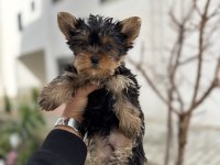 Yorki Bebek Köpekler