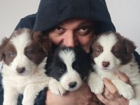 Çok iyi border collie yavruları İstanbul