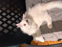 Scottish Fold Longhair 2 Aylık Babası Şecereli